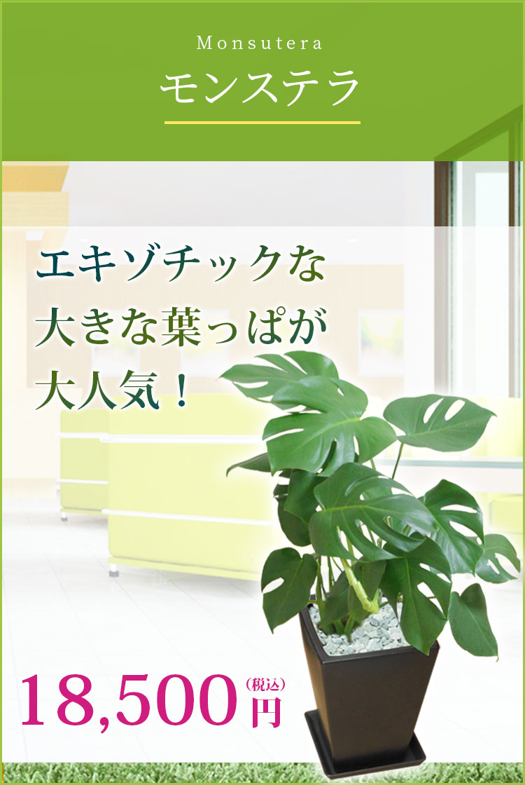 モンステラ 陶器鉢植込み スクエアタイプ白色 スタイリッシュ 観葉植物の販売 通販の観葉植物のオアシス