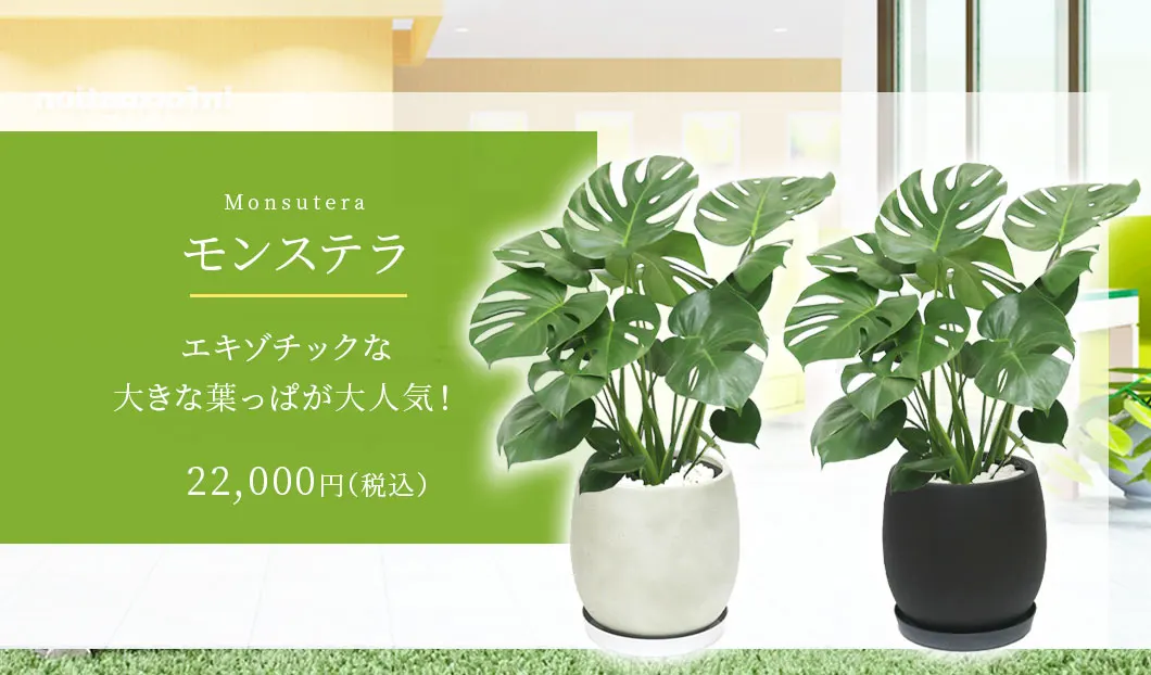 モンステラ 観葉植物 22,000円(税込)