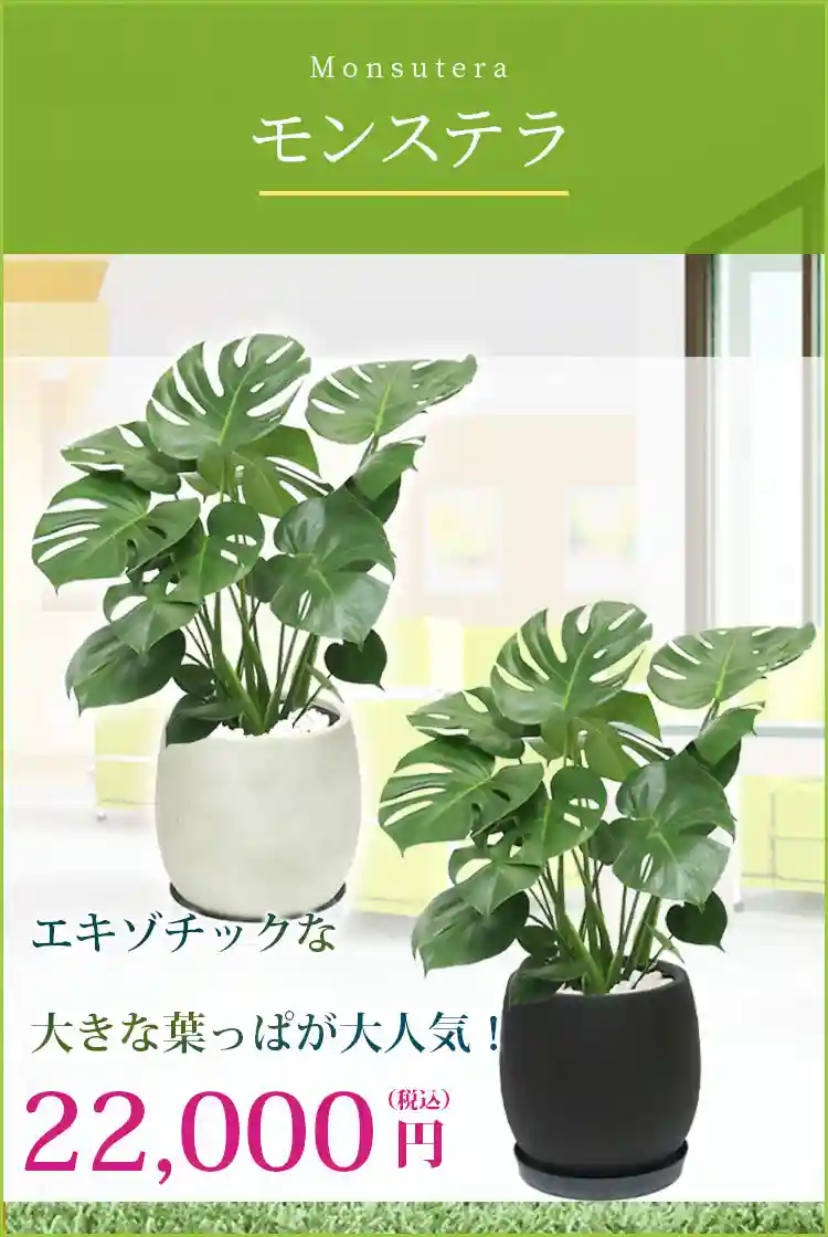 モンステラ 観葉植物 22,000円(税込)