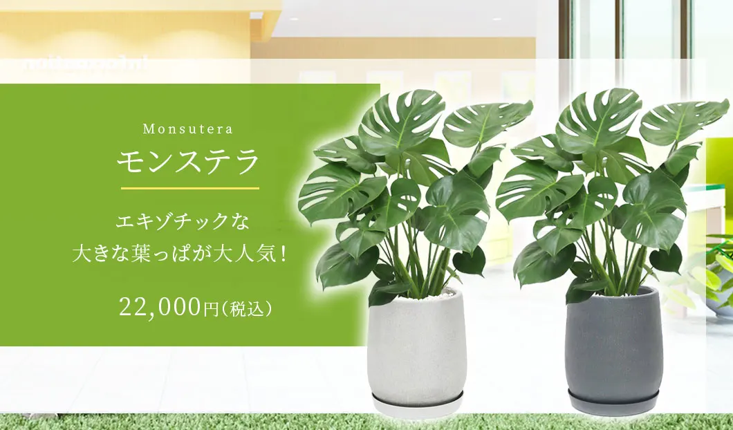 モンステラ 観葉植物 22,000円(税込)