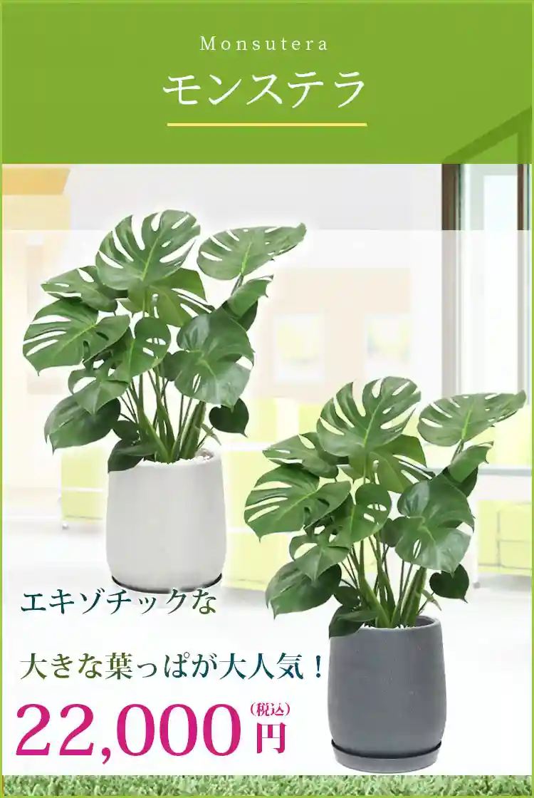 モンステラ 観葉植物 22,000円(税込)