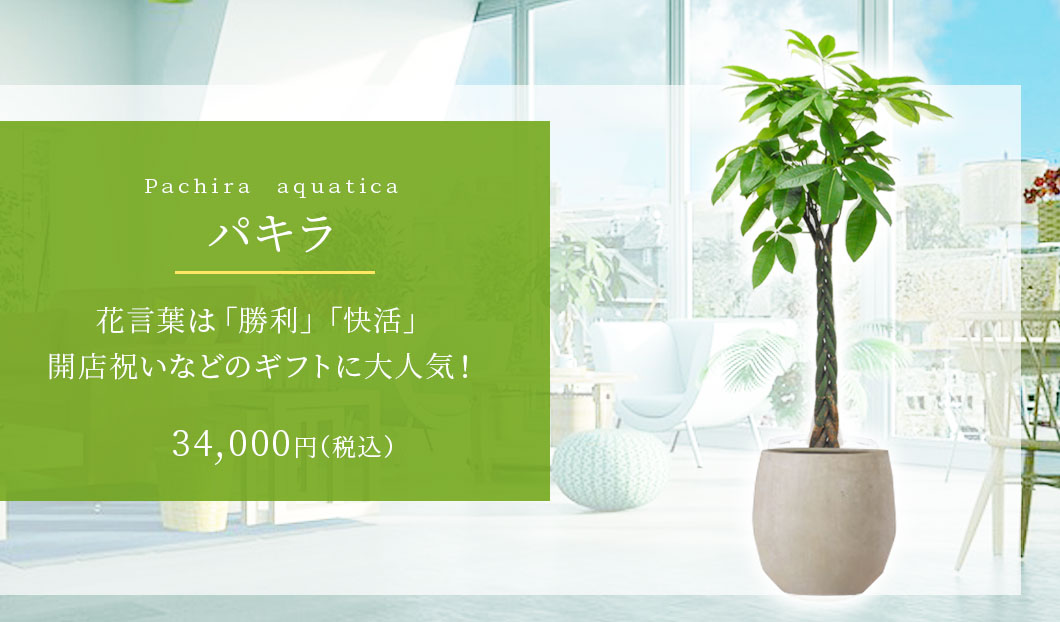 パキラ 観葉植物 17,400円(税込)