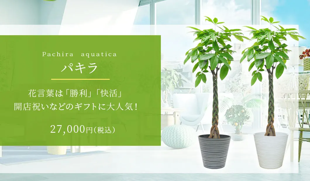 パキラ 観葉植物 27,000円(税込)