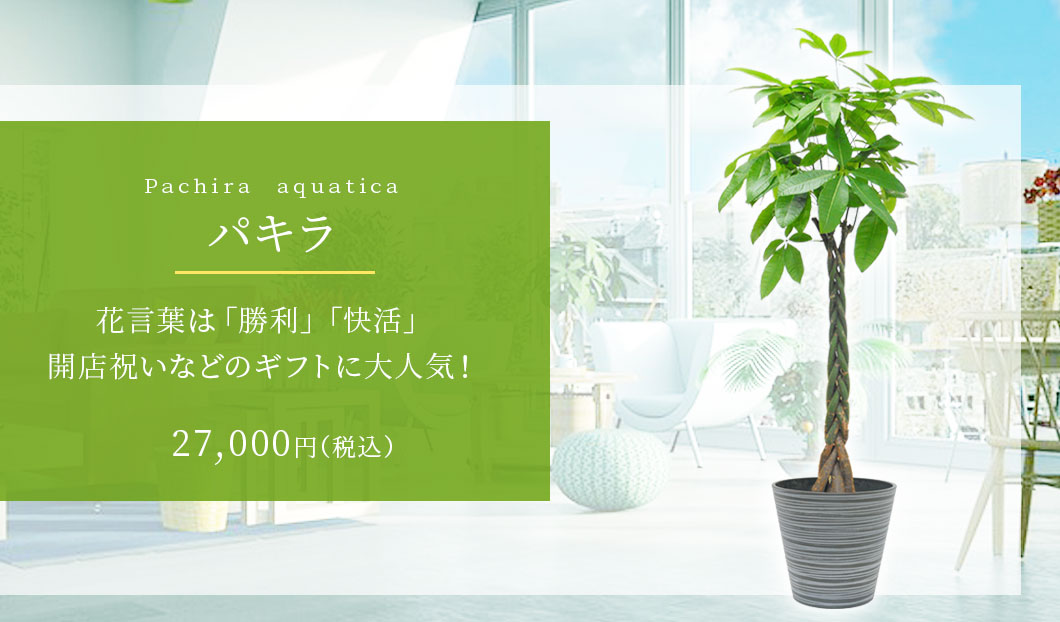 パキラ 観葉植物 27,000円(税込)