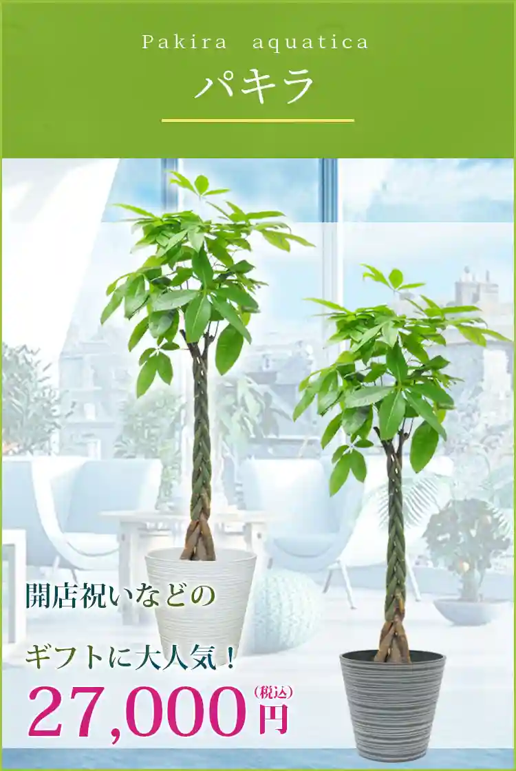 パキラ 観葉植物 27,000円(税込)