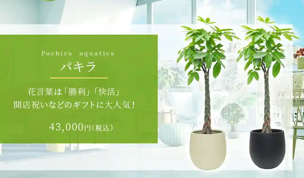 パキラ 観葉植物 43,000円(税込)