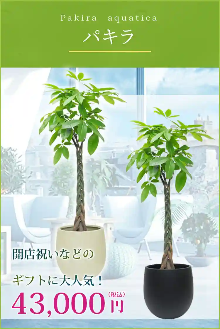 パキラ 観葉植物 43,000円(税込)