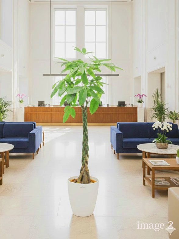 パキラ 大鉢Lサイズ ラスターポット付