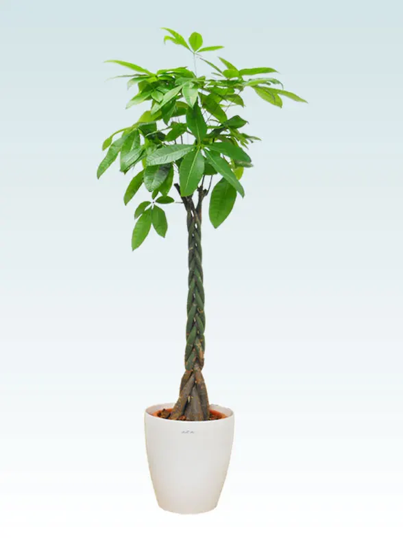 パキラ(ラスターポット付) Lサイズ/観葉植物の販売、通販の観葉植物の