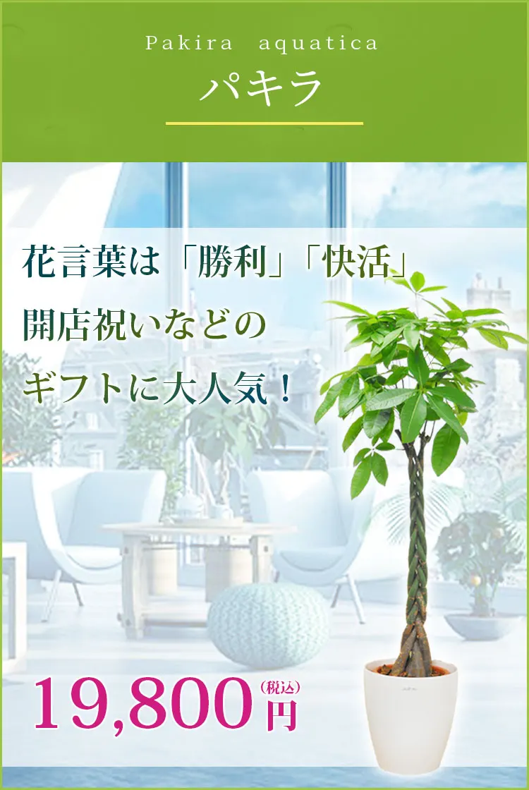 パキラ ラスターポット付 Lサイズ 観葉植物の販売 通販の観葉植物のオアシス