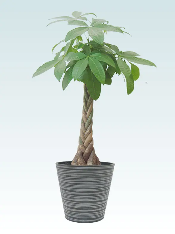 パキラ Mサイズ エコフレンドリーポット付