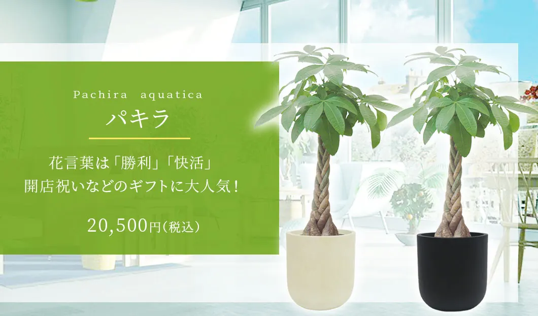 パキラ 観葉植物 20,500円(税込)