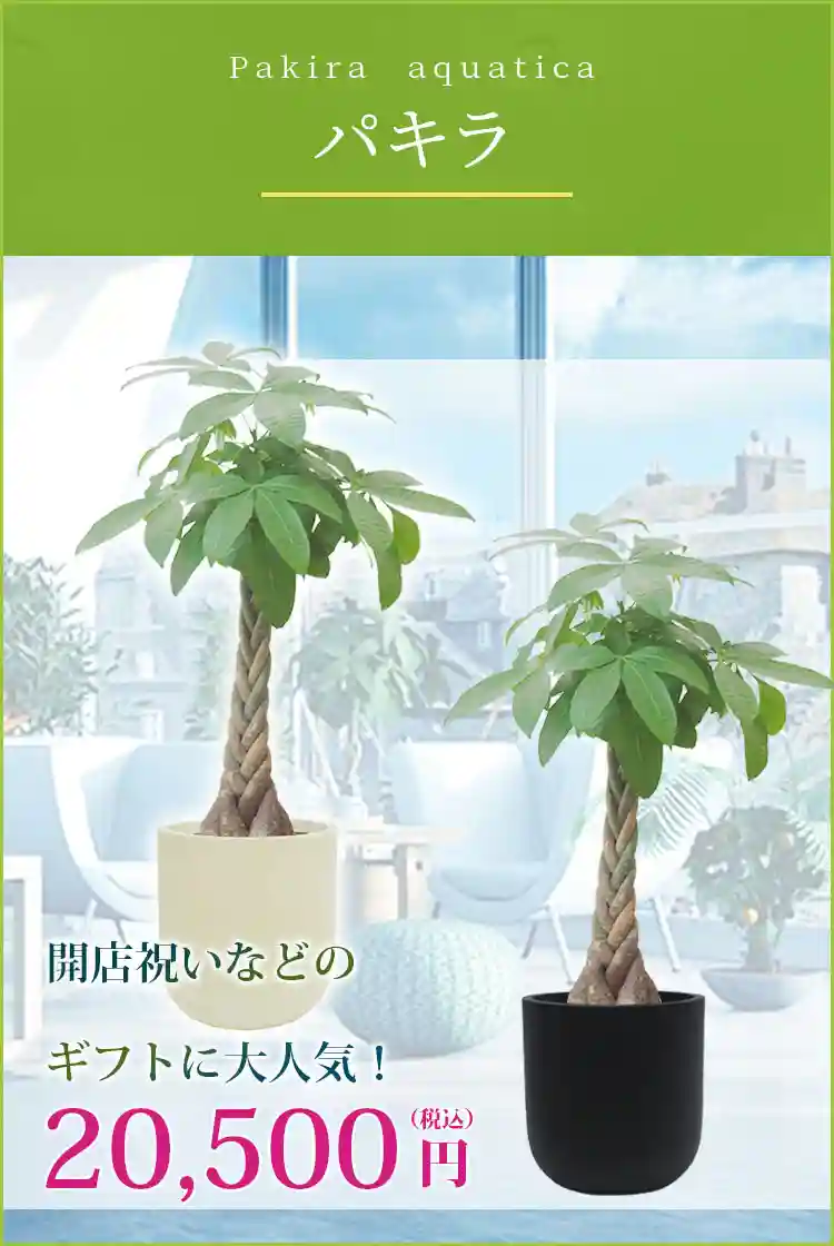 パキラ 観葉植物 20,500円(税込)