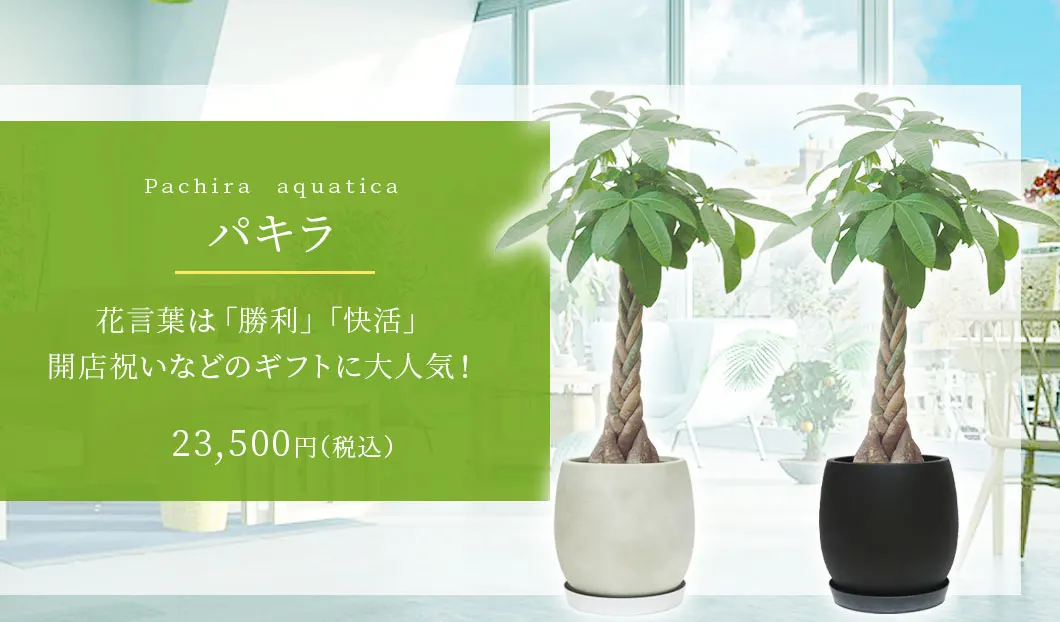 パキラ 観葉植物 23,500円(税込)