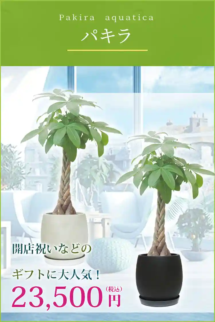 パキラ 観葉植物 23,500円(税込)