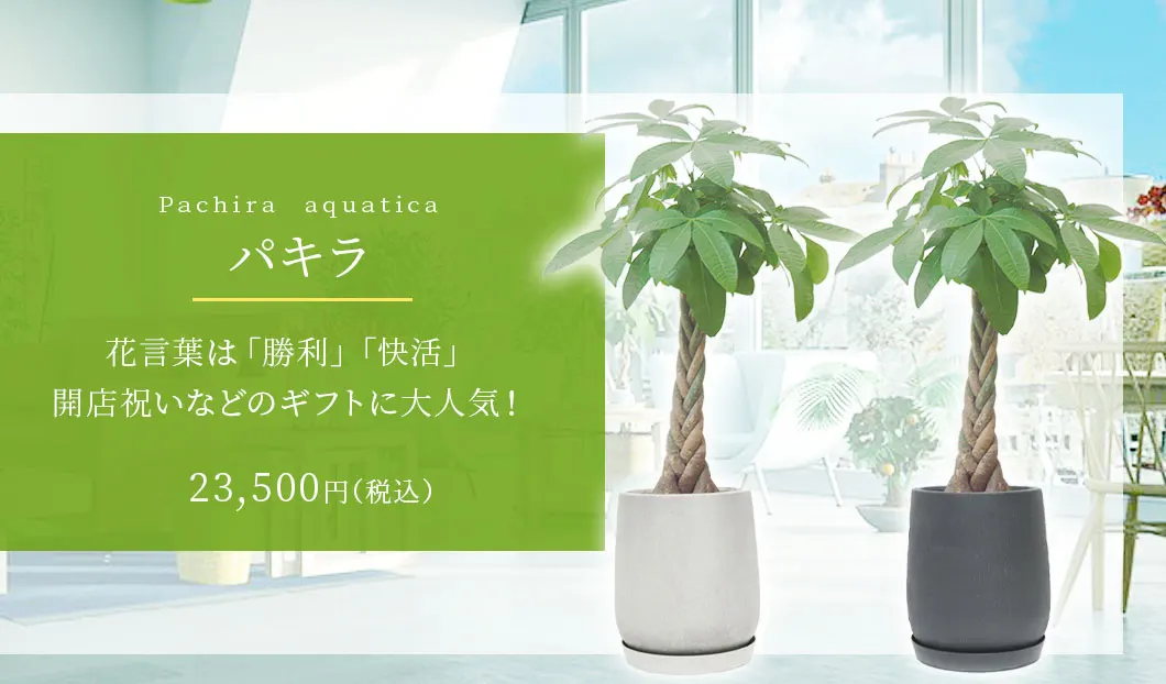 パキラ 観葉植物 23,500円(税込)