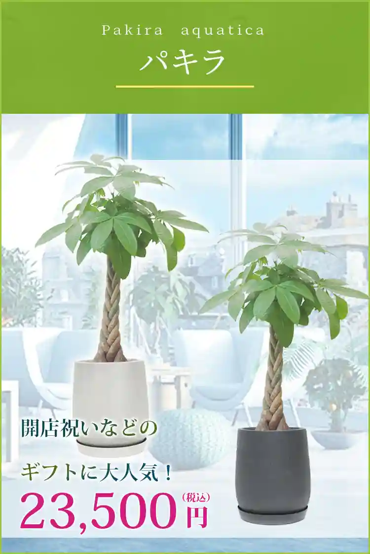 パキラ 観葉植物 23,500円(税込)