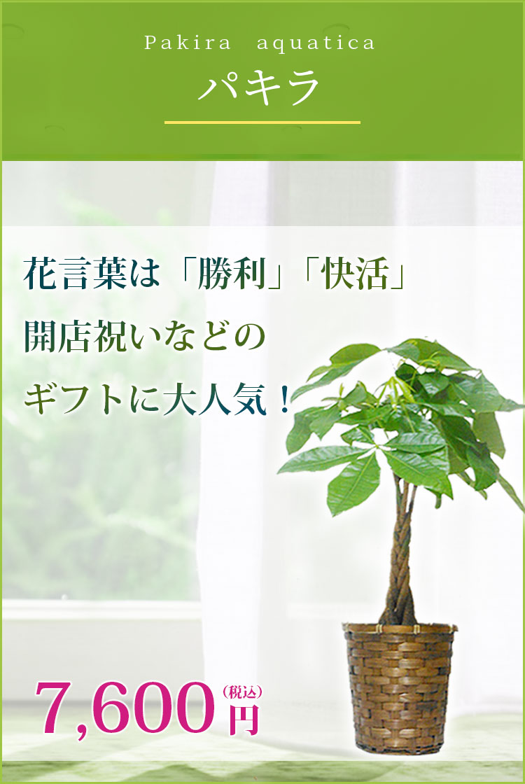 パキラ 籐かご付 ダークブラウン色 ｓサイズ 観葉植物の販売 通販の観葉植物のオアシス