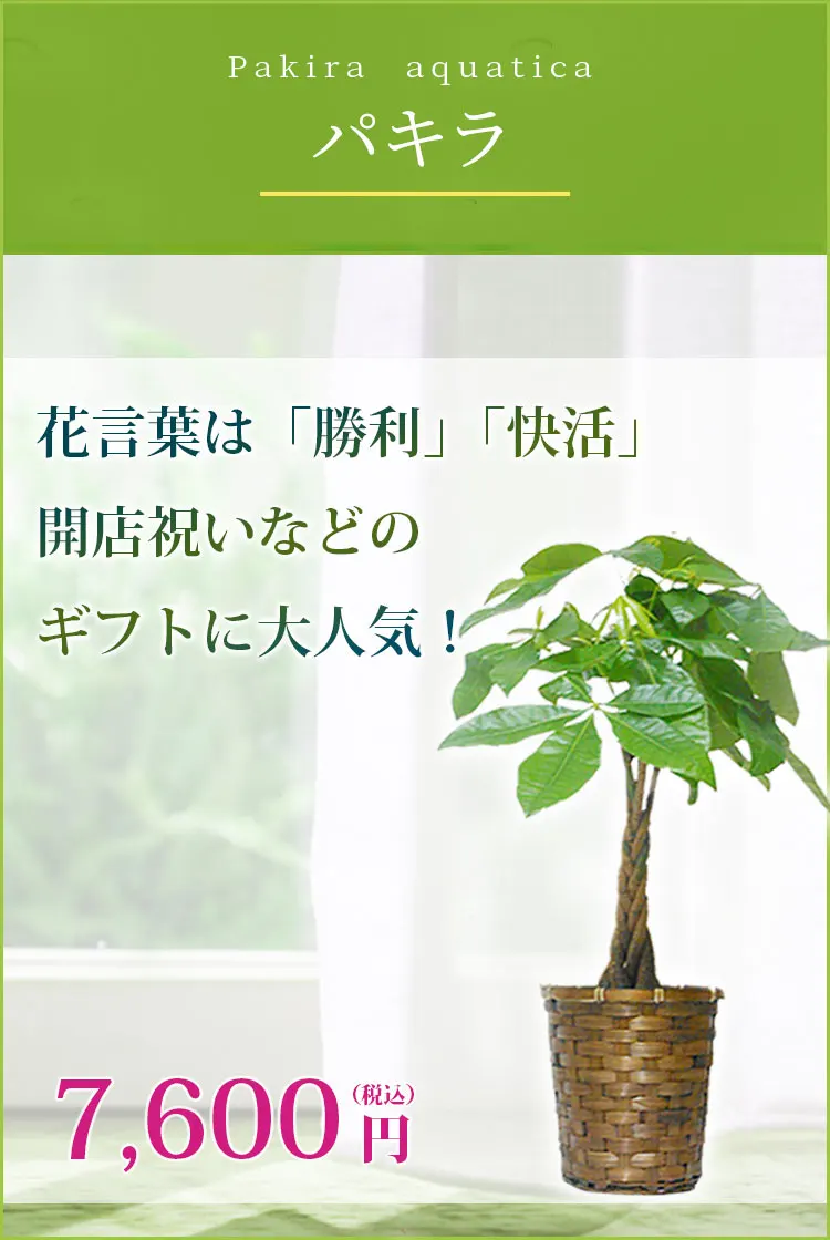 パキラ 籐かご付 ダークブラウン色 ｓサイズ 観葉植物の販売 通販の観葉植物のオアシス