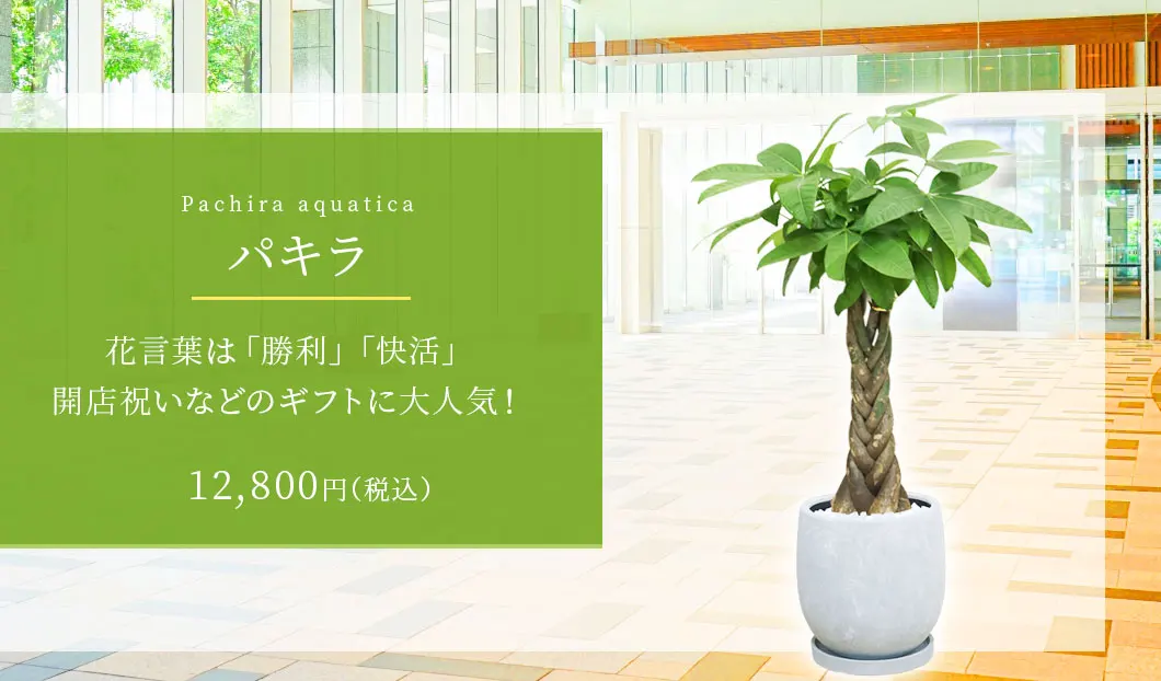 パキラ 観葉植物 9,200円(税込)