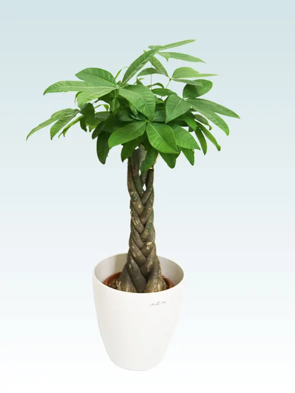パキラ(ラスターポット付) Ｓサイズ/観葉植物の販売、通販の観葉植物の 