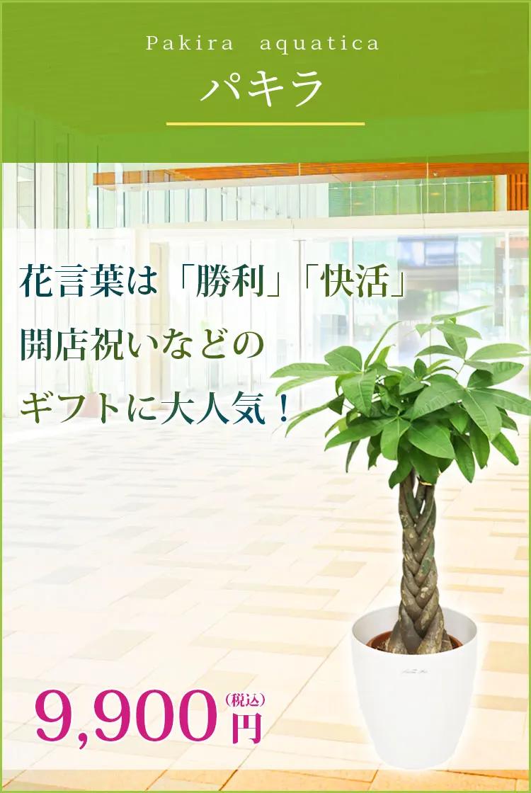 パキラ(ラスターポット付) Ｓサイズ/観葉植物の販売、通販の観葉植物の 