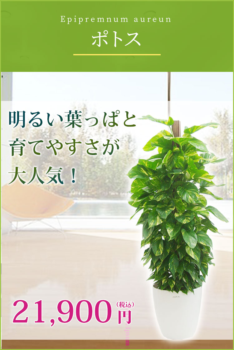 ポトス ラスターポット付 Lサイズ 観葉植物の販売 通販の観葉植物のオアシス