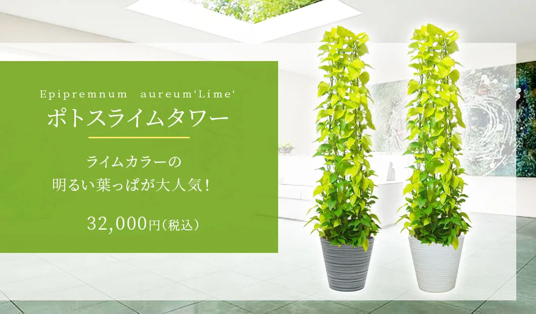 ポトスライムタワー 観葉植物 32,000円(税込)