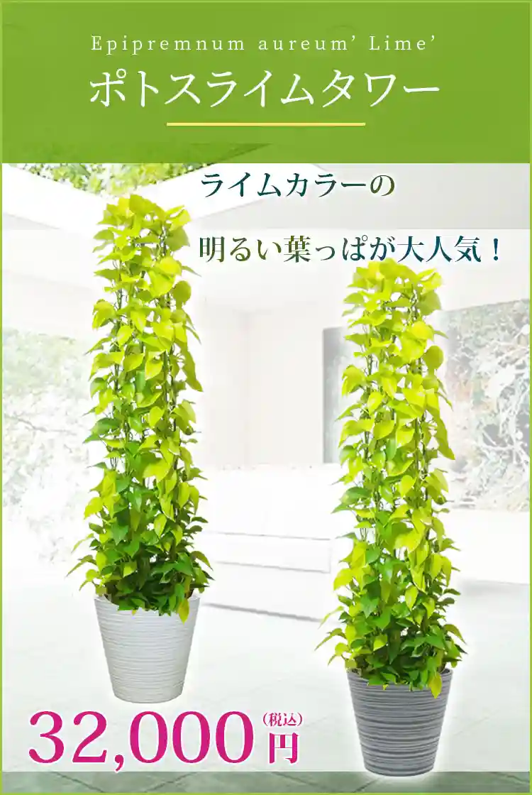 ポトスライムタワー 観葉植物 32,000円(税込)