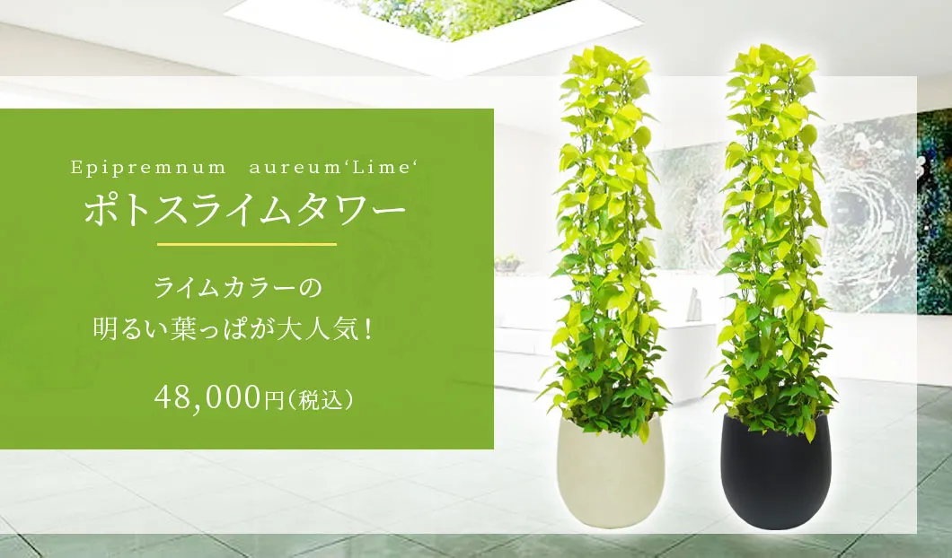 ポトスライムタワー 観葉植物 48,000円(税込)