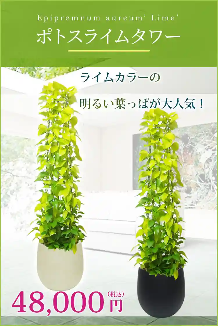 ポトスライムタワー 観葉植物 48,000円(税込)