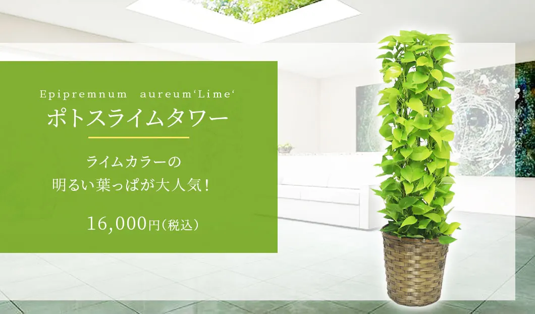 ポトスライムタワー 観葉植物 15,800円(税込)