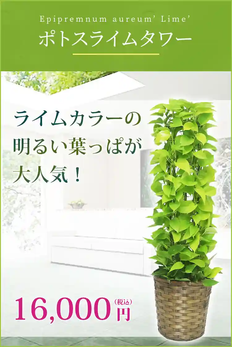 ポトスライムタワー 観葉植物 15,800円(税込)