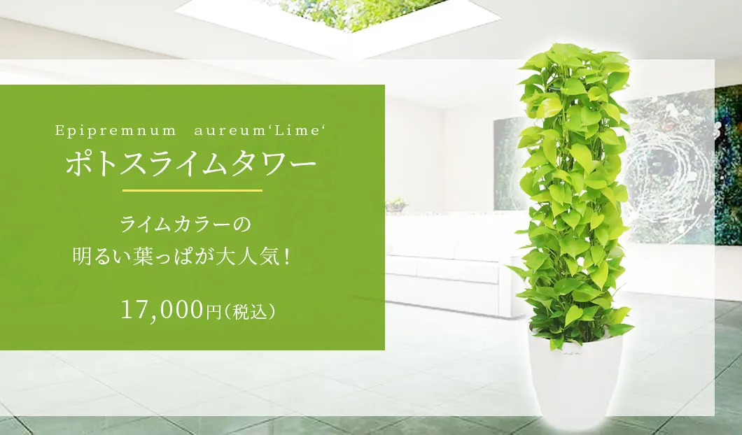 ポトスライムタワー 観葉植物 16,800円(税込)