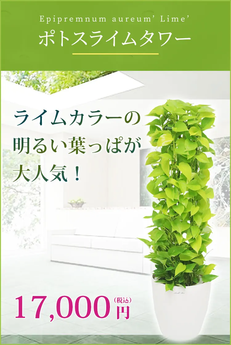 ポトスライムタワー 観葉植物 16,800円(税込)