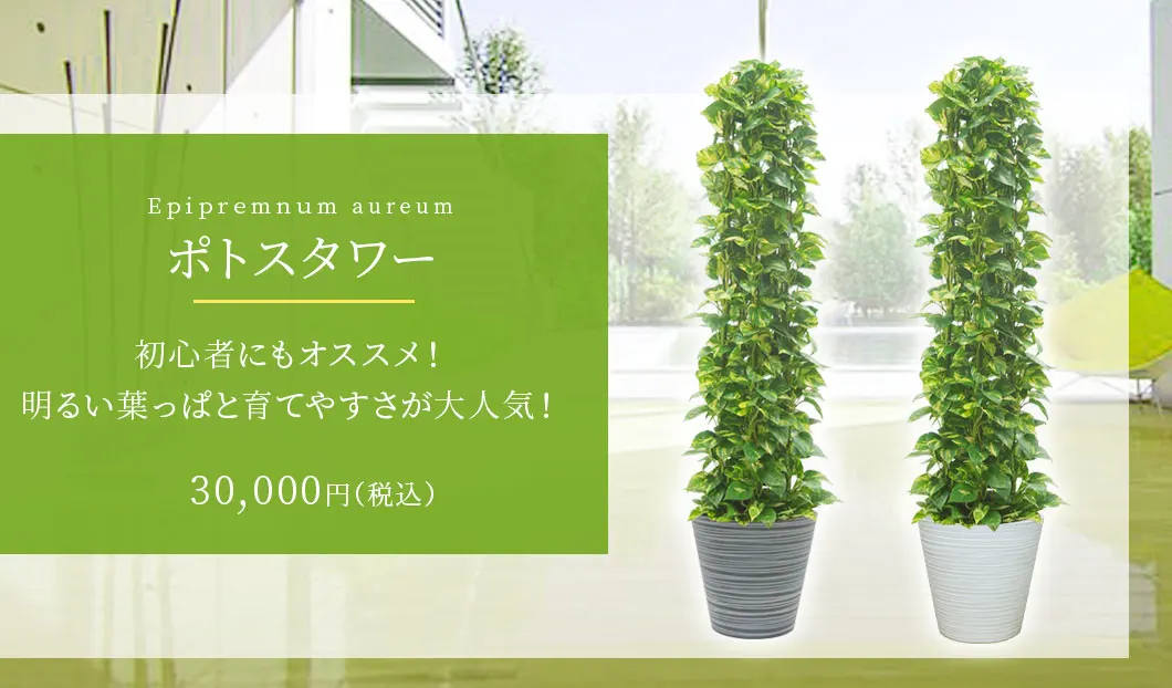 ポトスタワー 観葉植物 30,000円(税込)