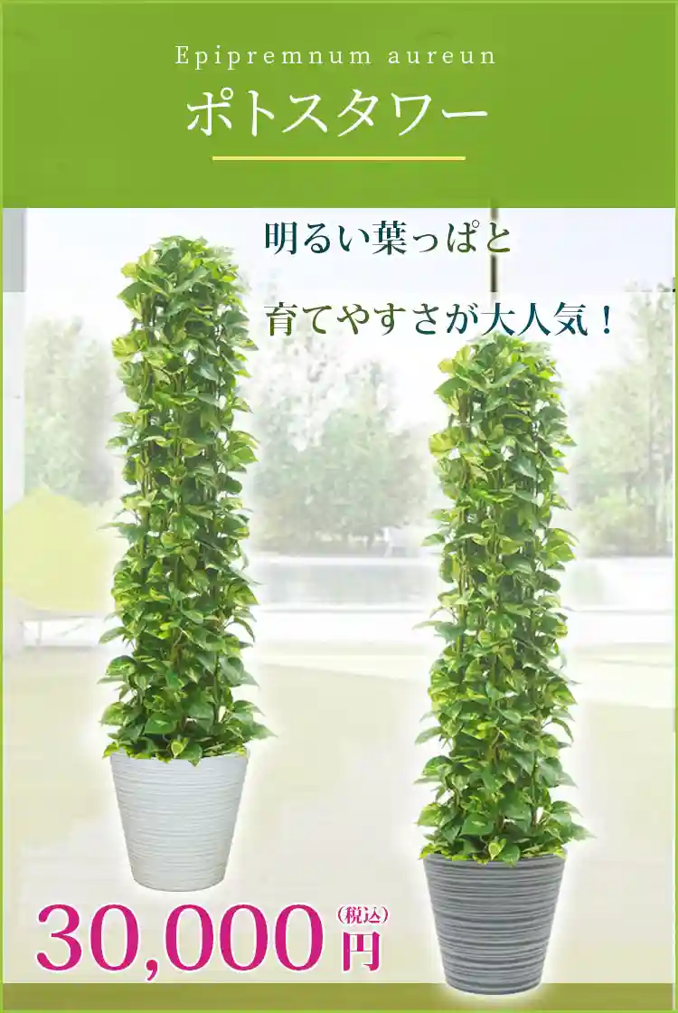 ポトスタワー 観葉植物 30,000円(税込)