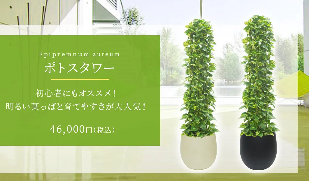 ポトスタワー 観葉植物 46,000円(税込)