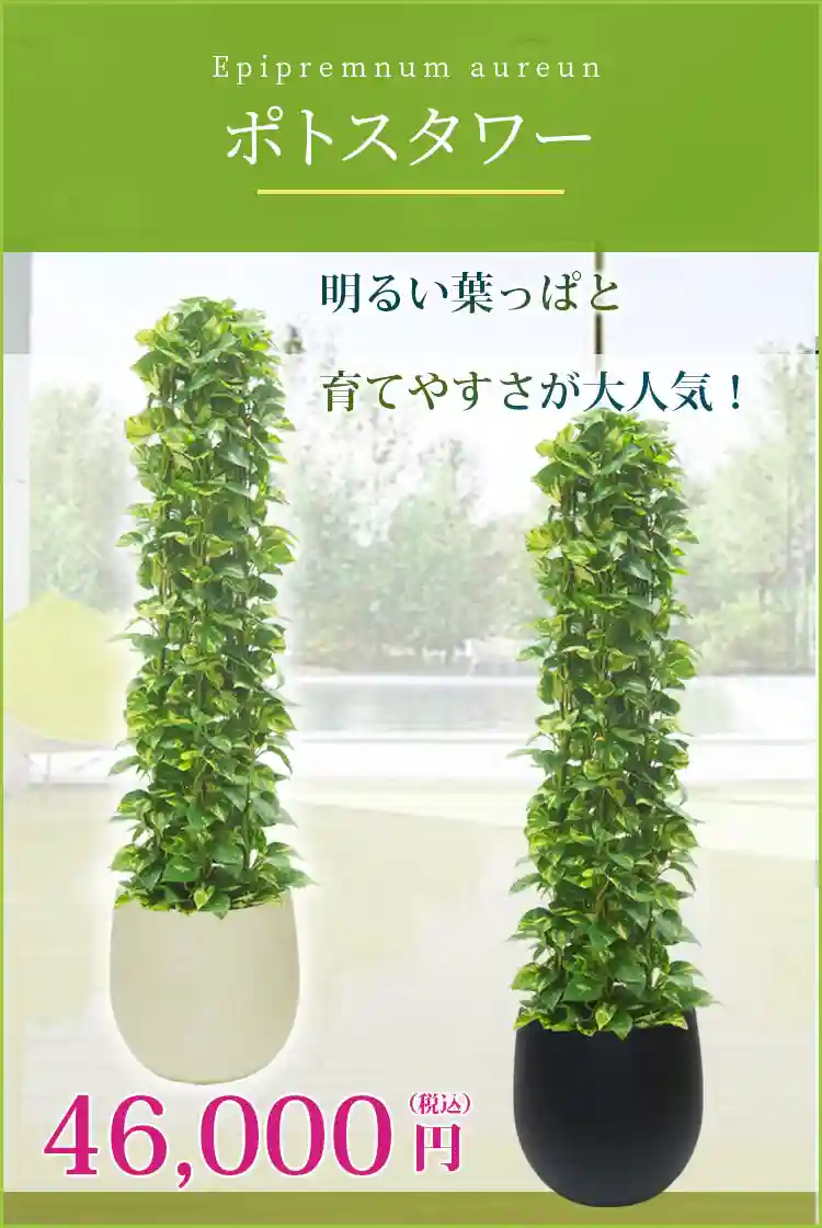 ポトスタワー 観葉植物 46,000円(税込)