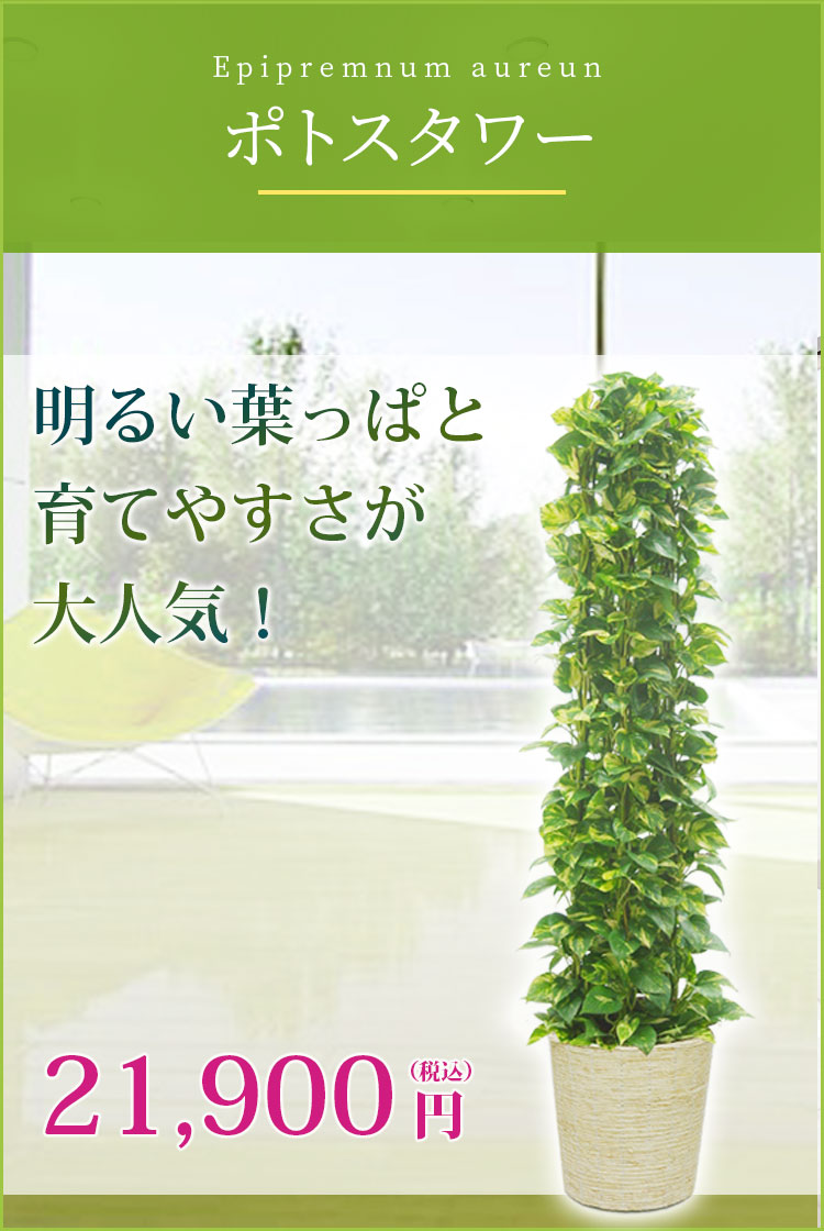 ポトスタワー かご付 コーンホワイト色 Lサイズ 観葉植物の販売 通販の観葉植物のオアシス