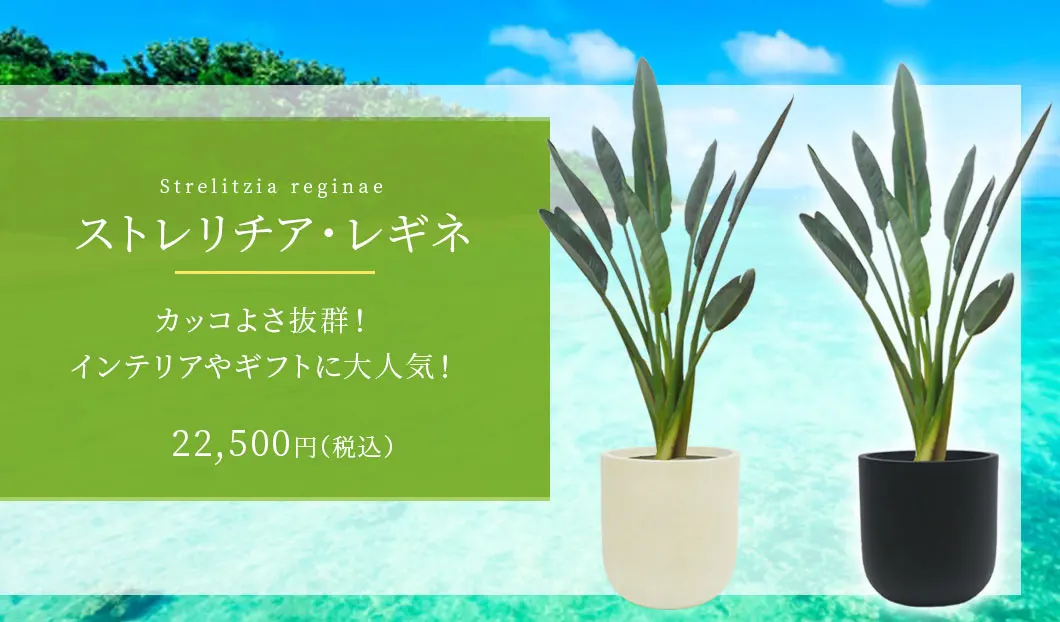 ストレリチア・レギネ 観葉植物 22,500円(税込)