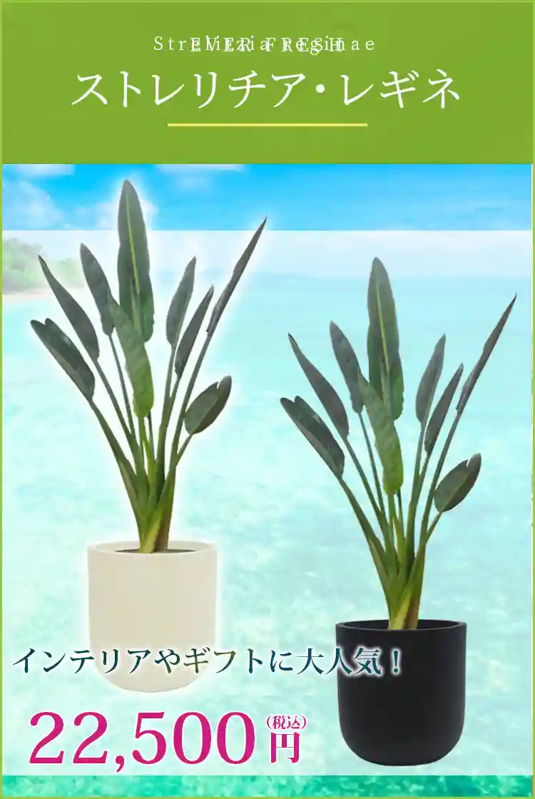 ストレリチア・レギネ 観葉植物 22,500円(税込)