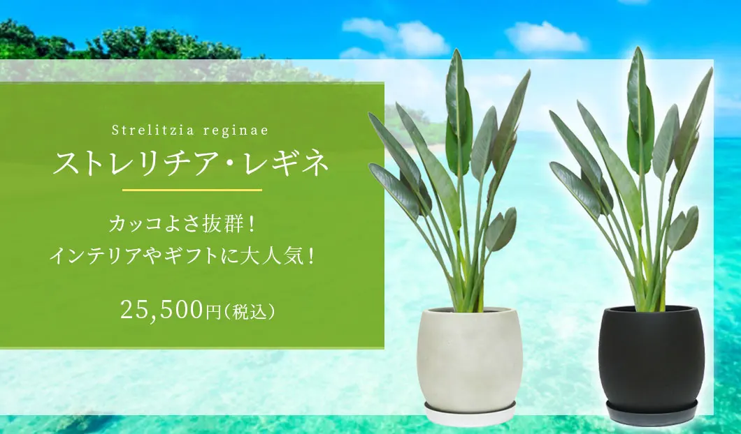 ストレリチア・レギネ 観葉植物 25,500円(税込)