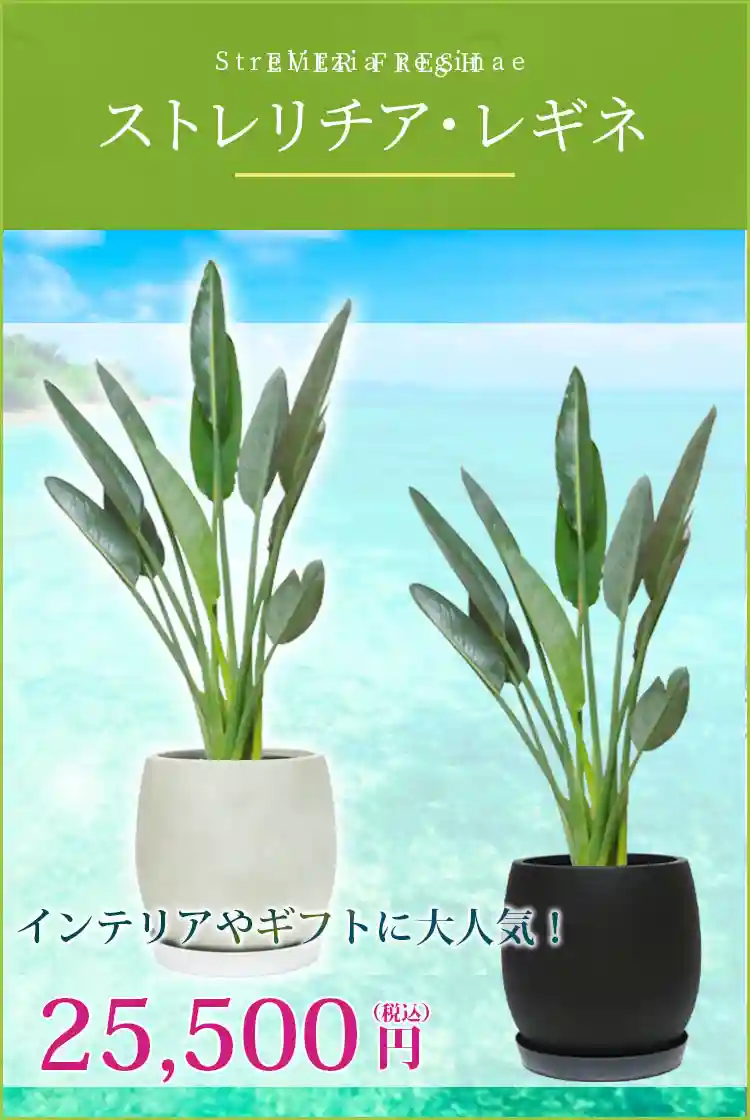 ストレリチア・レギネ 観葉植物 25,500円(税込)