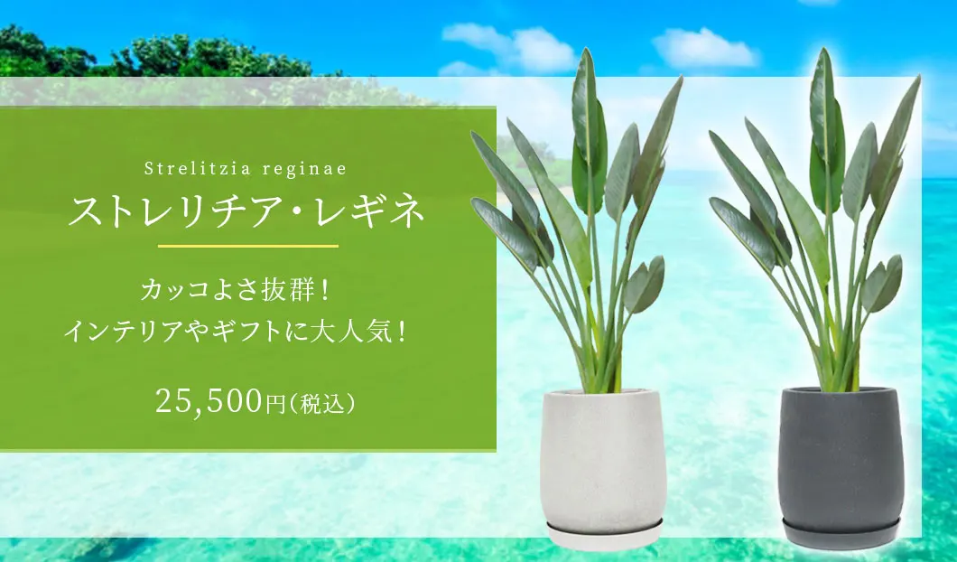 ストレリチア・レギネ 観葉植物 25,500円(税込)