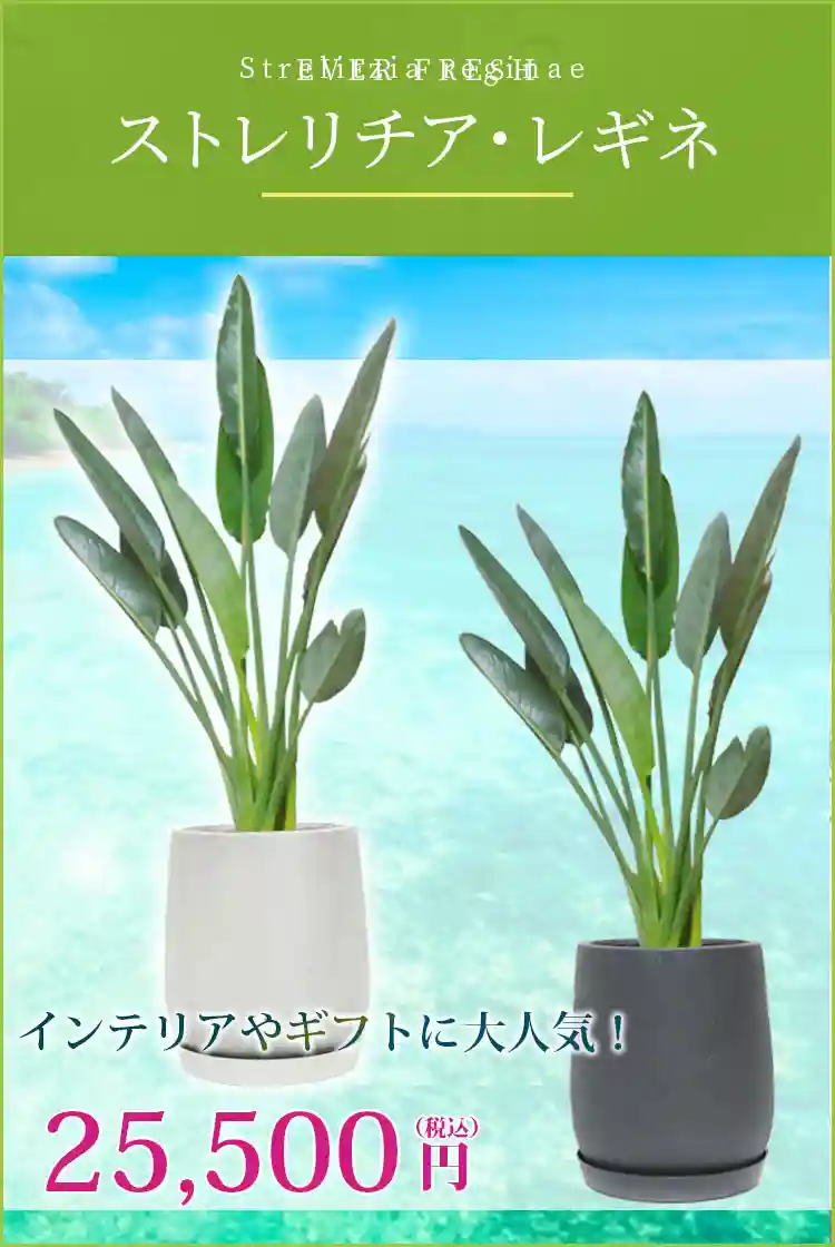 ストレリチア・レギネ 観葉植物 25,500円(税込)