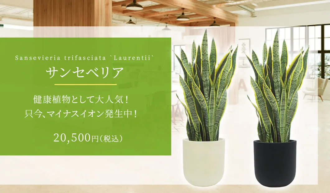 サンセベリア 観葉植物 20,500円(税込)