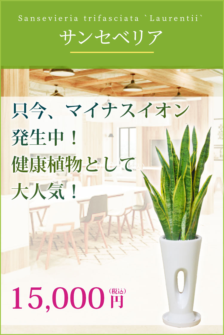 サンセベリア 陶器鉢植込み 穴あきタイプ白色 スタイリッシュ 観葉植物の販売 通販の観葉植物のオアシス