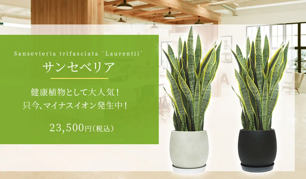 サンセベリア 観葉植物 23,500円(税込)