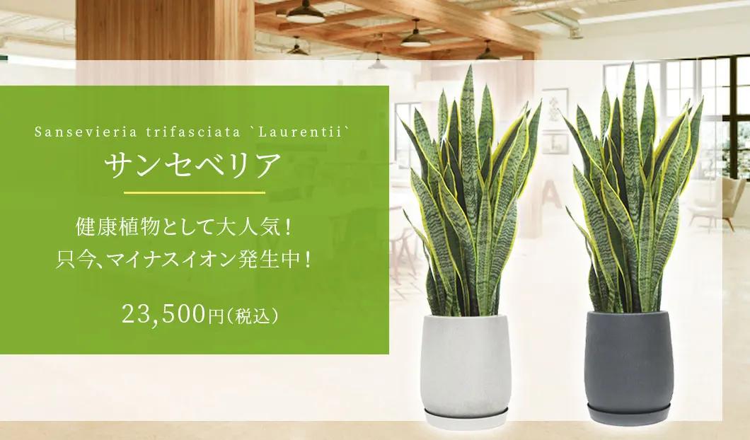 サンセベリア 観葉植物 23,500円(税込)